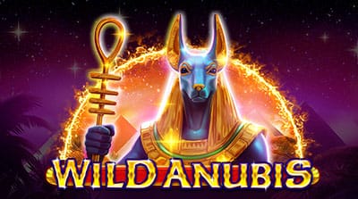 Wild Anubis